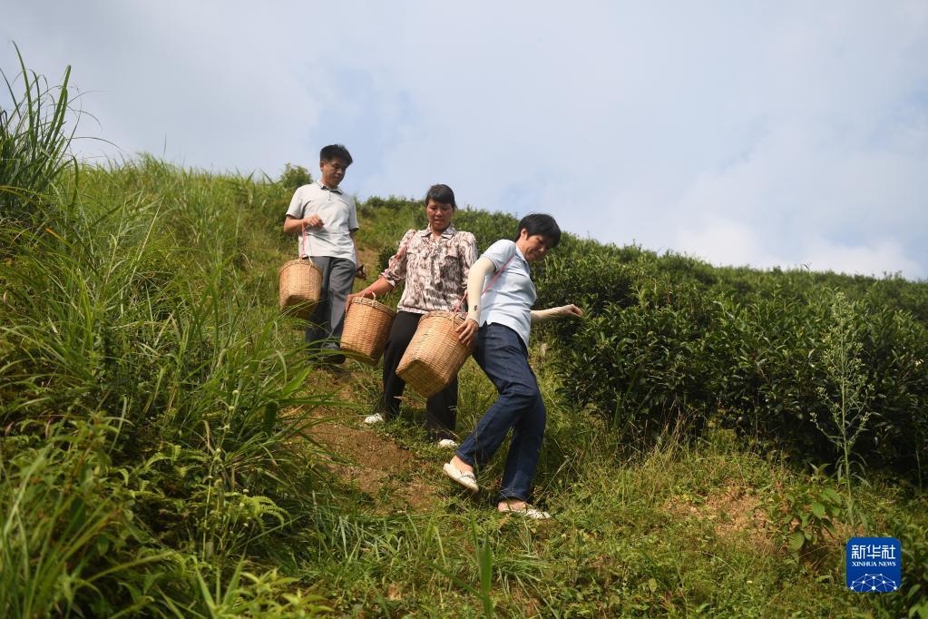 在廣西蒼梧縣六堡鎮(zhèn)山坪村，祝雪蘭（前）和村民采茶后走下茶山（2022年9月22日攝）。新華社記者 陸波岸 攝